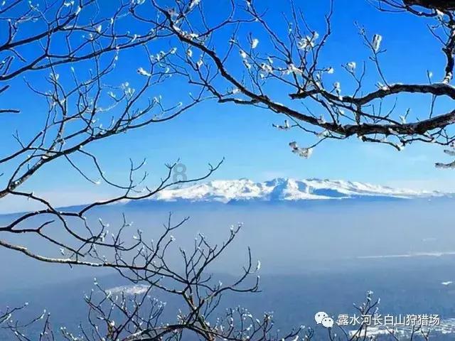 白蚁和蚂蚁的区别是什么?-专业问答网站,提供全方位知识解答